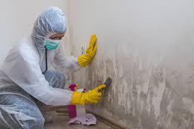 Professional Mold Inspection in Bellerose, NY